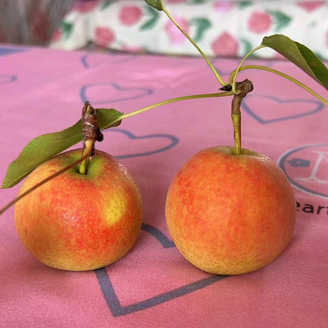 小鱼丸