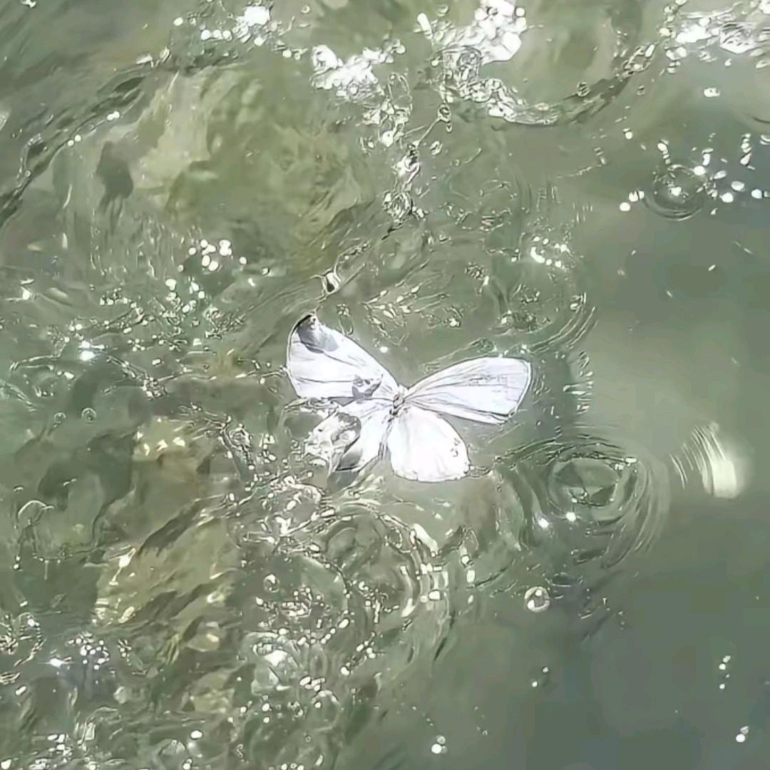 不缺木