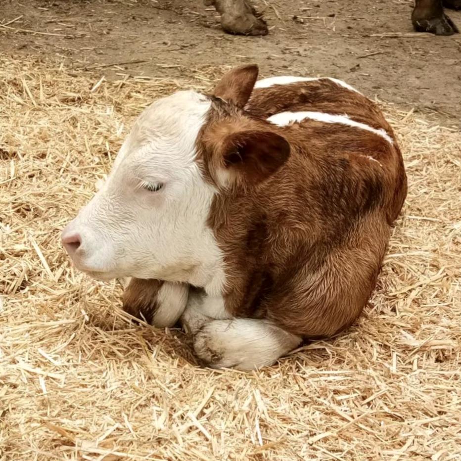 宏鑫康养殖农民专业合作社