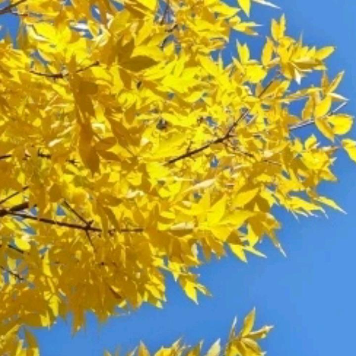 蓝蓝的天空