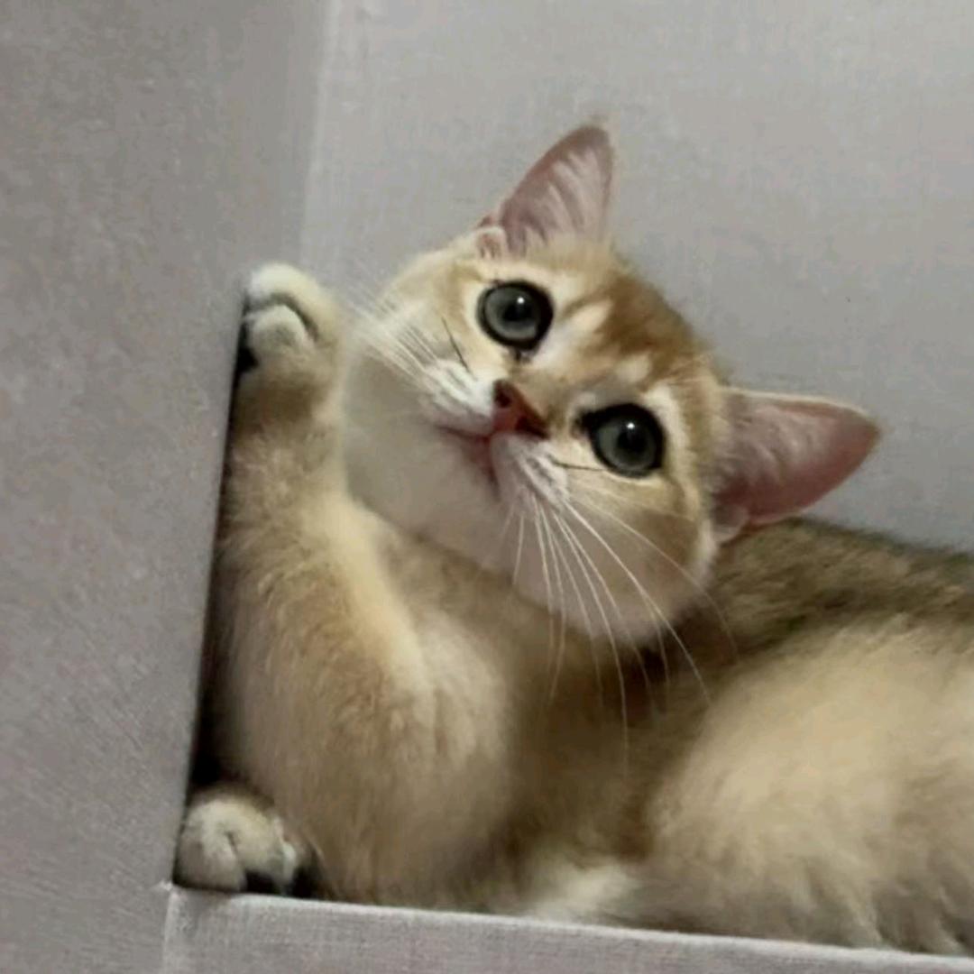 小野猫👄