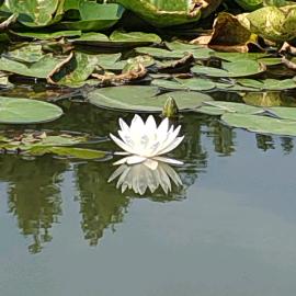 泰然自若
