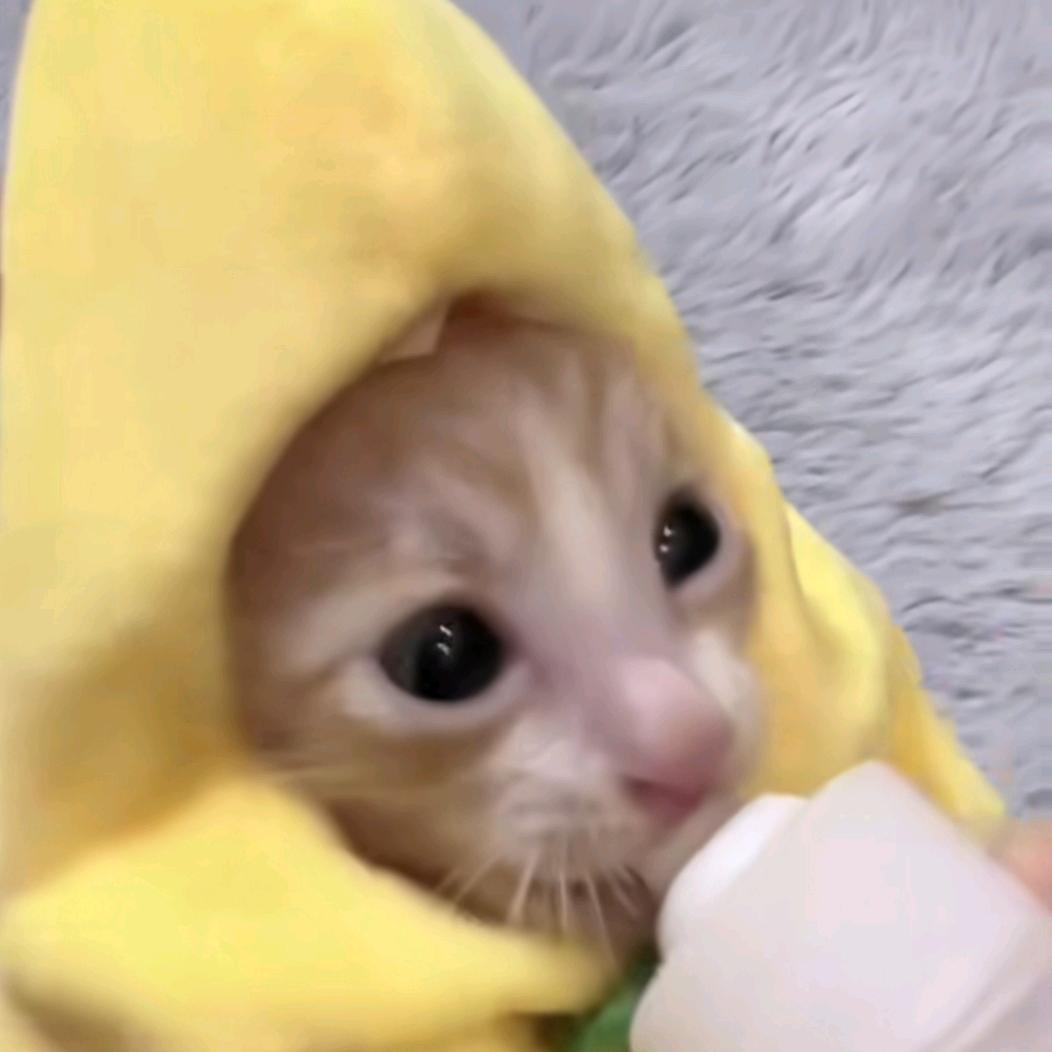 我是安卓猫叭