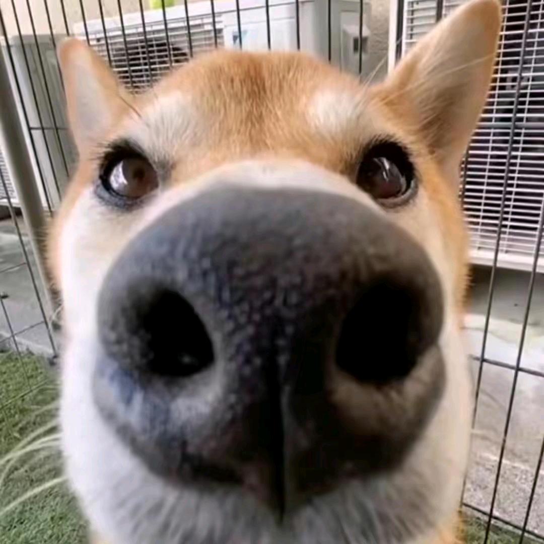 橙汁儿