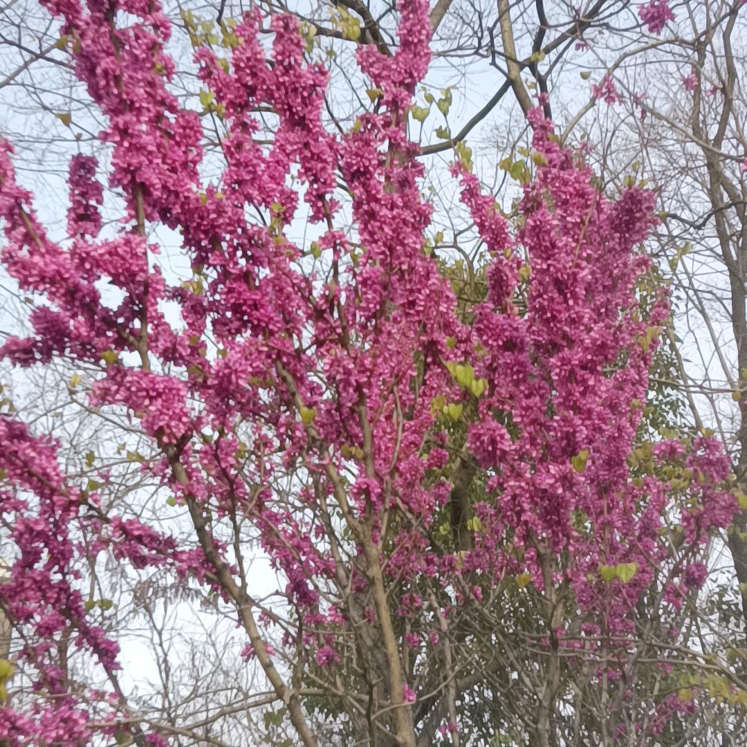 利辛县出租出售脚手架