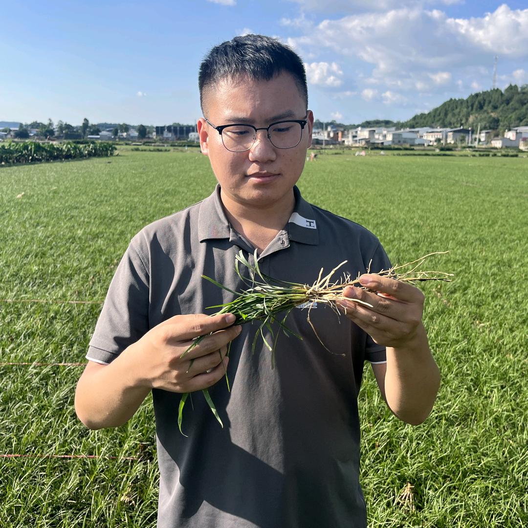 茶树烟草张老师(郑氏化工)