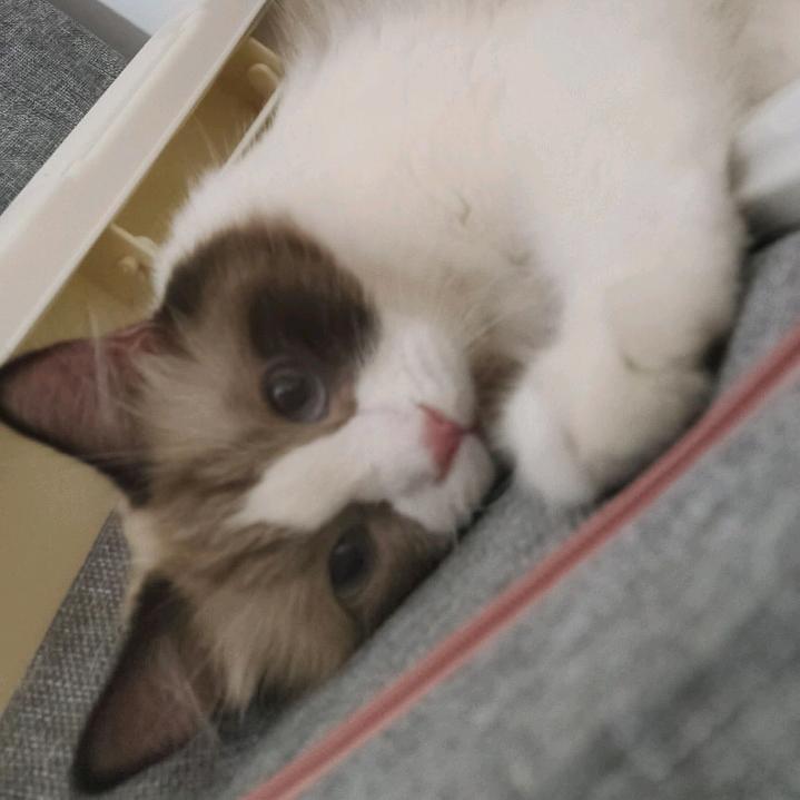 小舒家花花