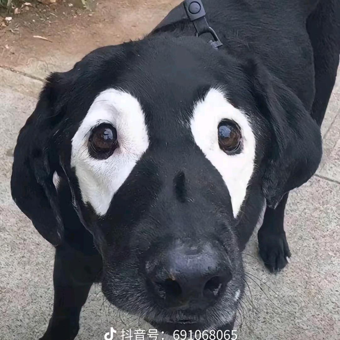 胖虎（三角洲行动）