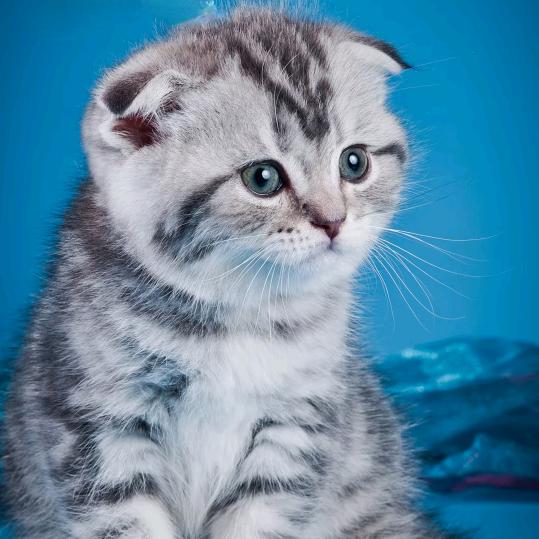 东方不败之随心所欲