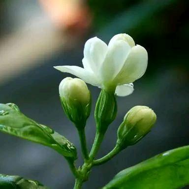 木头……