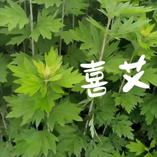 喜艾01