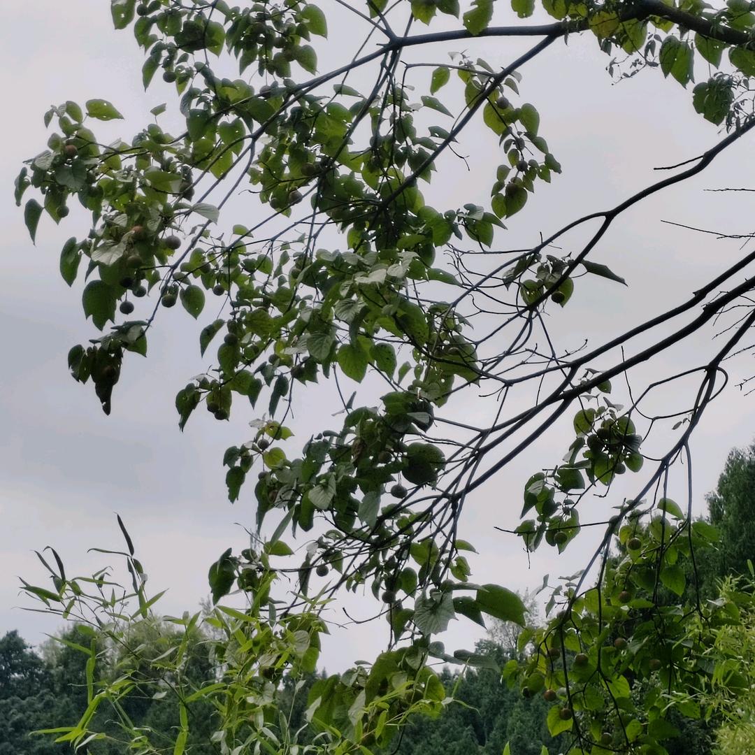 抖音，抖音，抖抖音