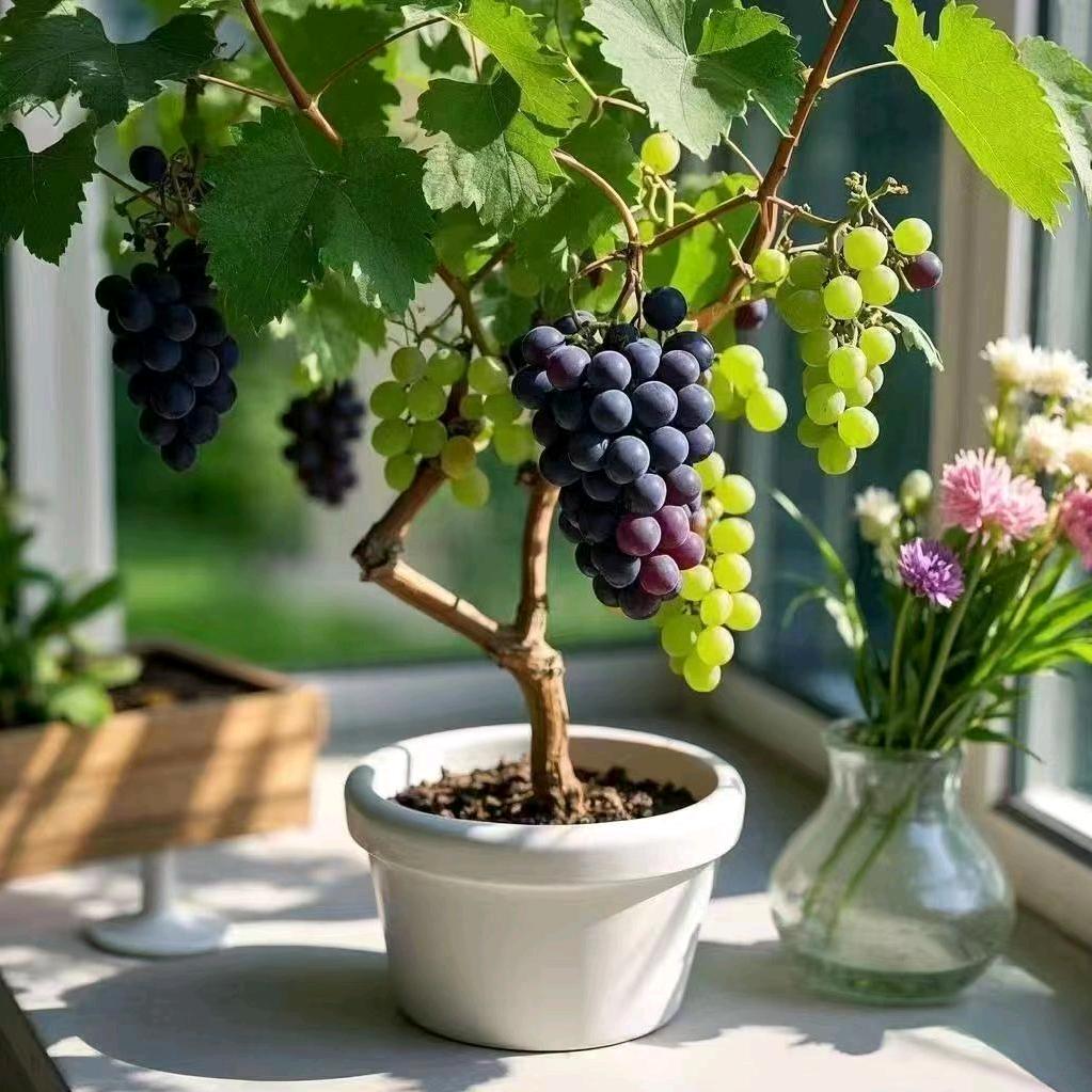 春狂依硕果树苗木专卖店