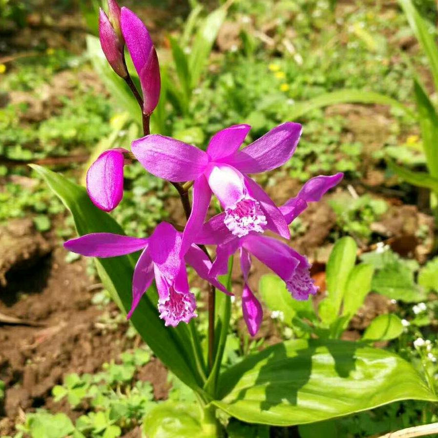 白芨基地种苗批发
