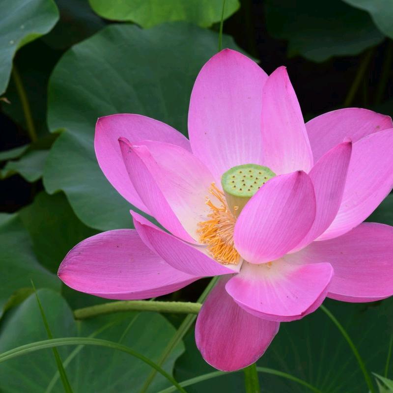 杨红