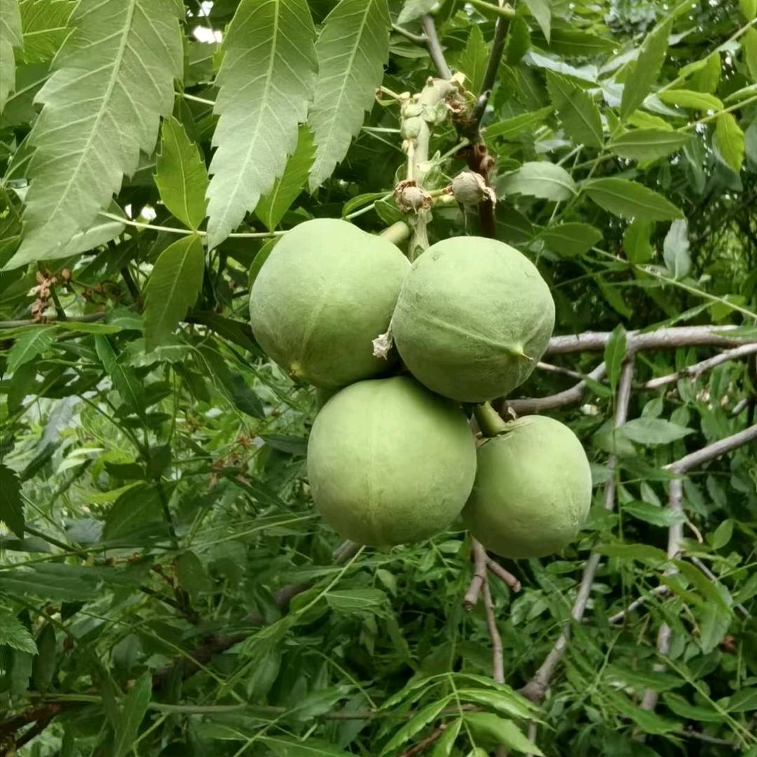 鸿成电子科技SMT贴片（阿成）