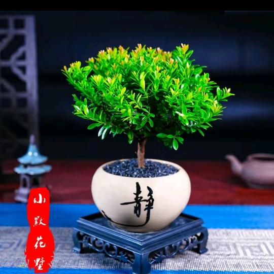 稳稳妥妥
