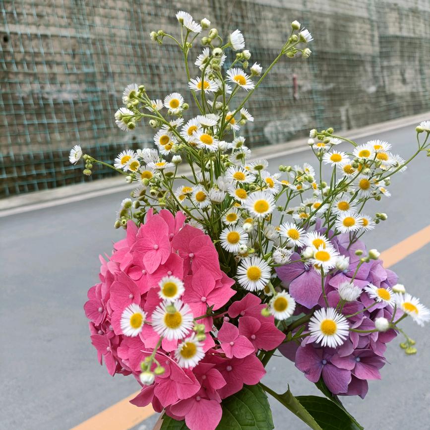 小太阳🌸