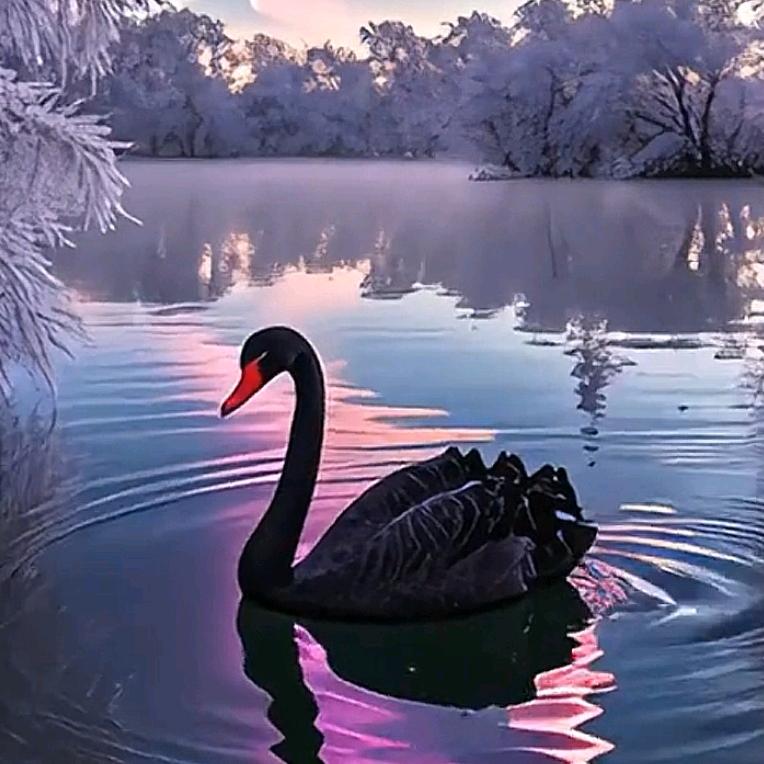 瓦尔澄湖的黑天鹅骑士