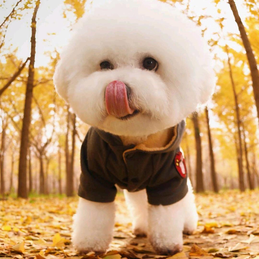 爱狗狗的小阿鑫❤️