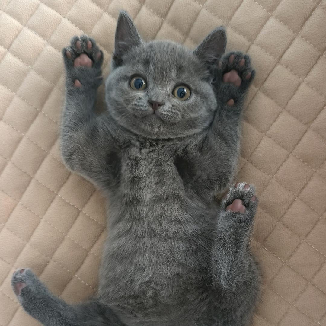 两个月蓝猫