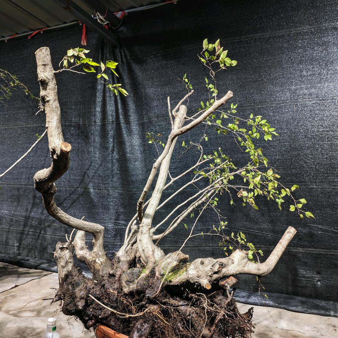 南太行.黄荆.黄栌.雀梅.悬崖绿植