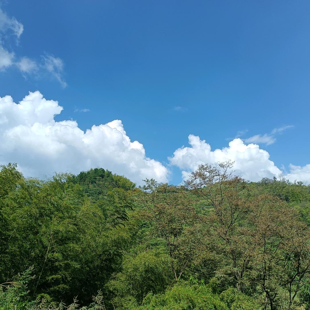 浪子闯江湖