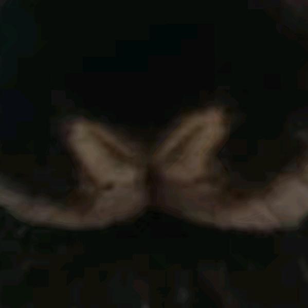 一只吃玉米的鸭