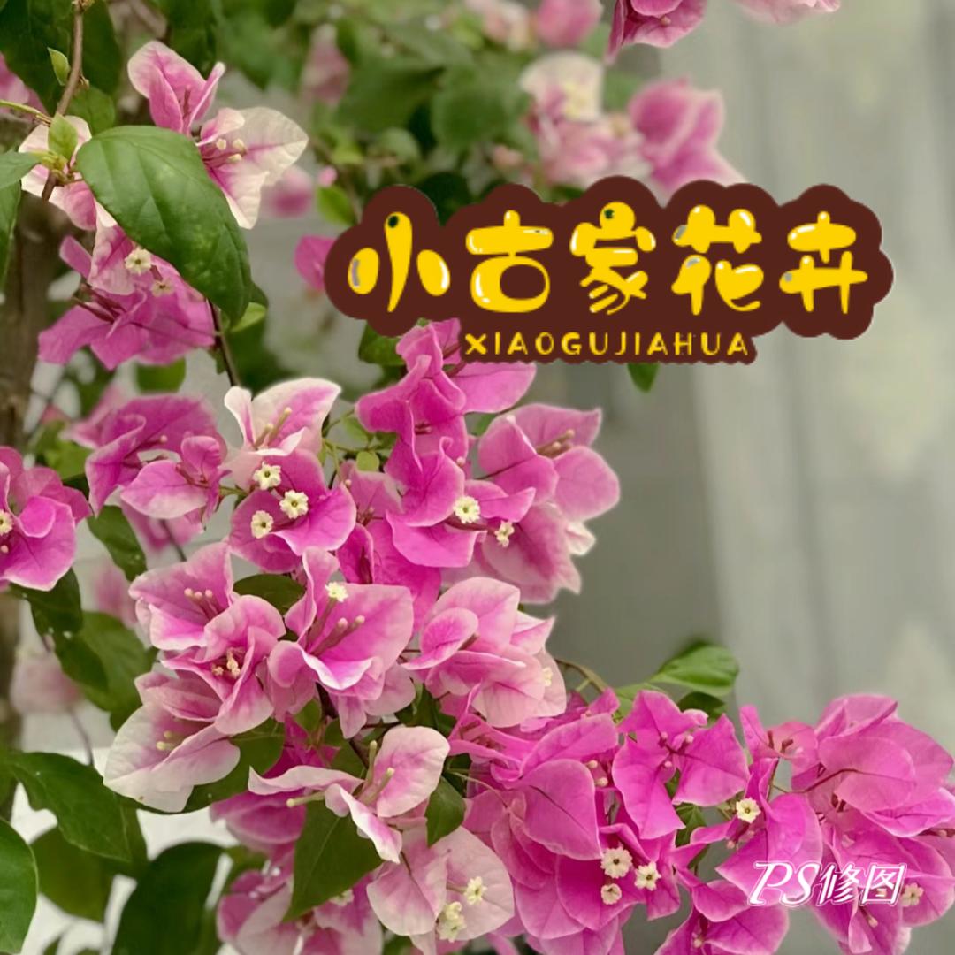 小古家花卉(三角梅)