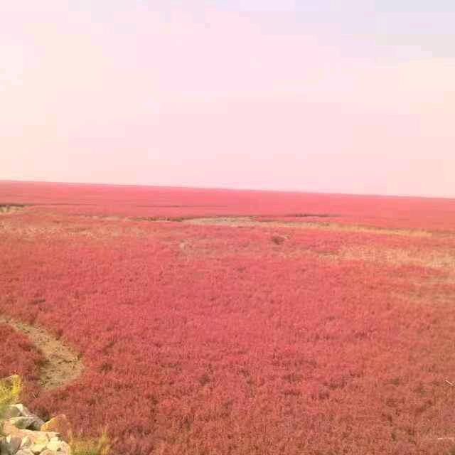碱蓬草