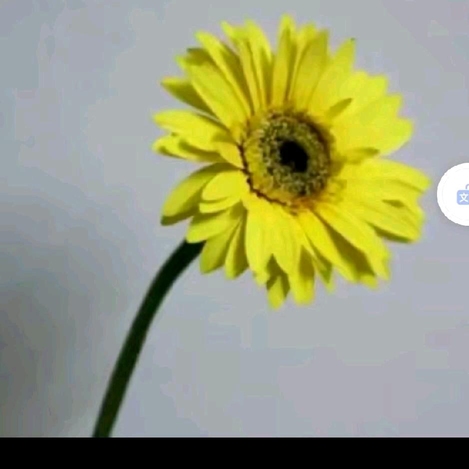 蒲公英
