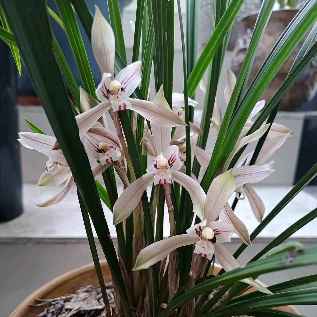 文刂