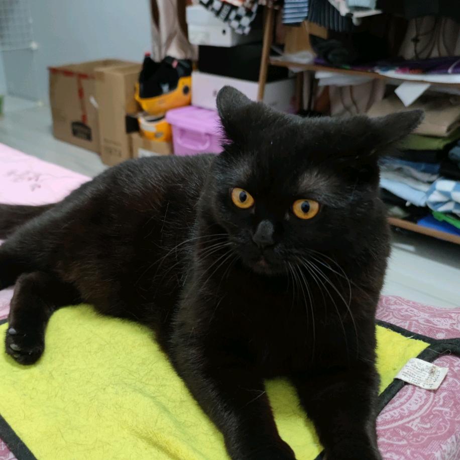 独断万古荒天帝