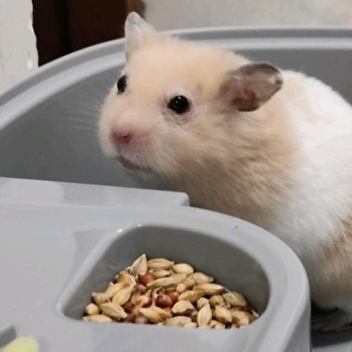 流水很清楚惜花这个责任