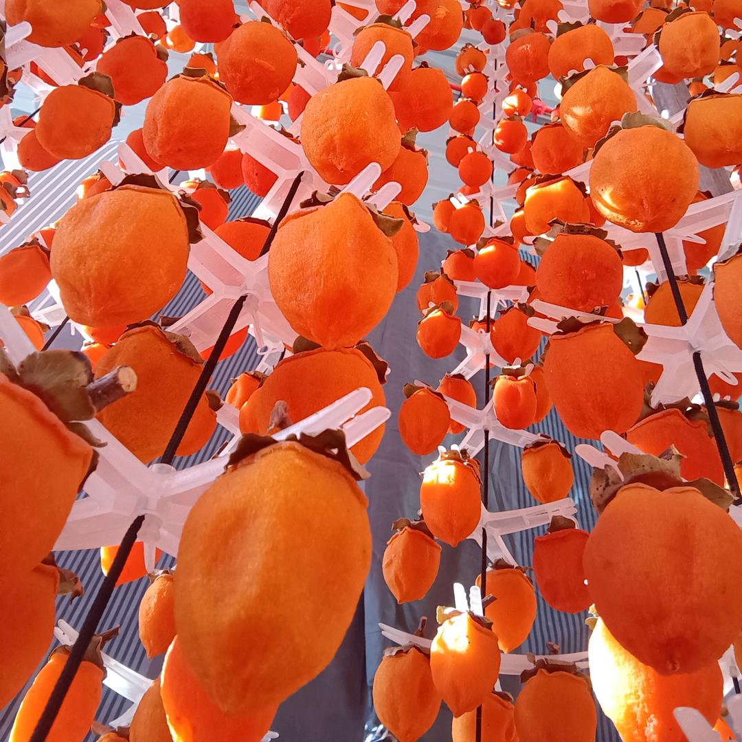 柿柿🌻⃟⸜如意ཀོ🍅