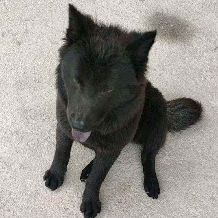 旺旺田园犬（直播1号）