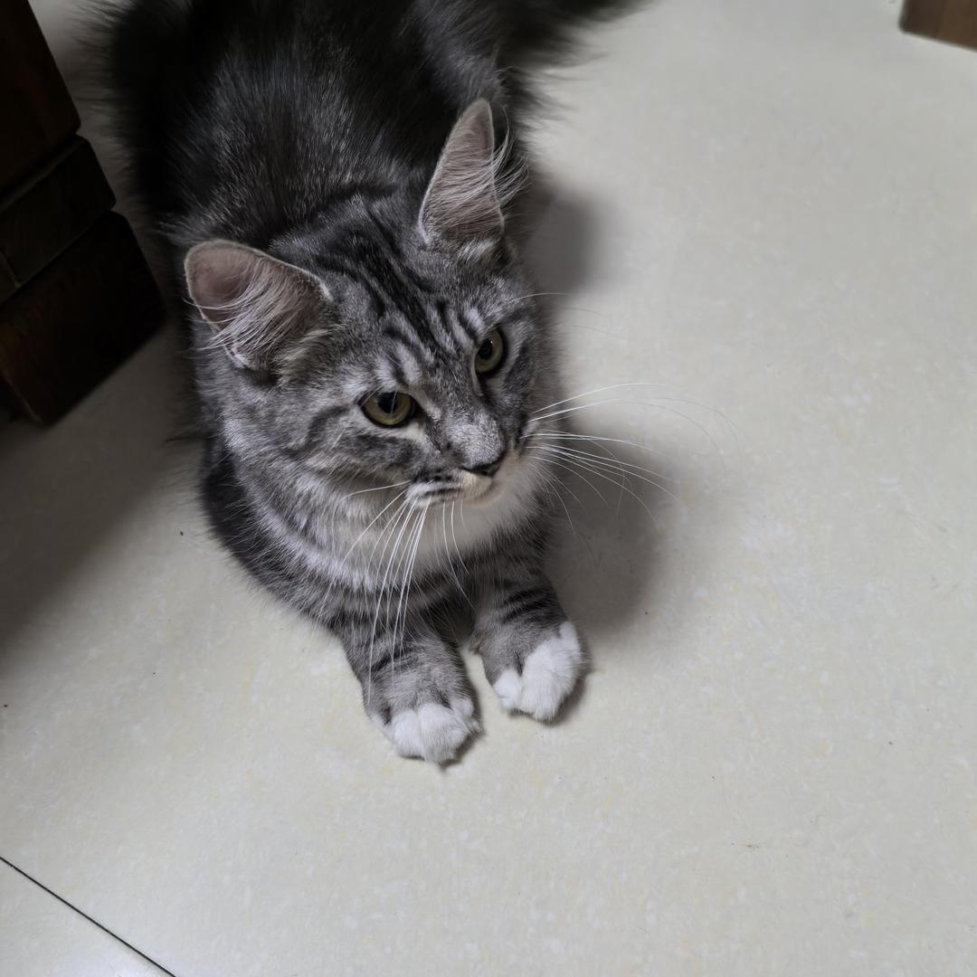 🌹🌺🌷💐🌸🥀🐉