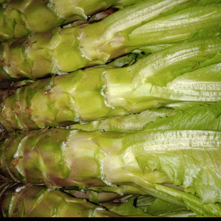 鱼腥草