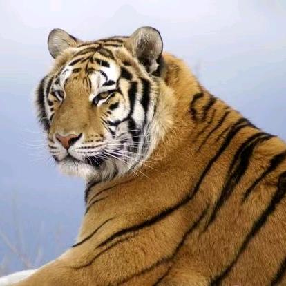 看淡人生（74🐯）