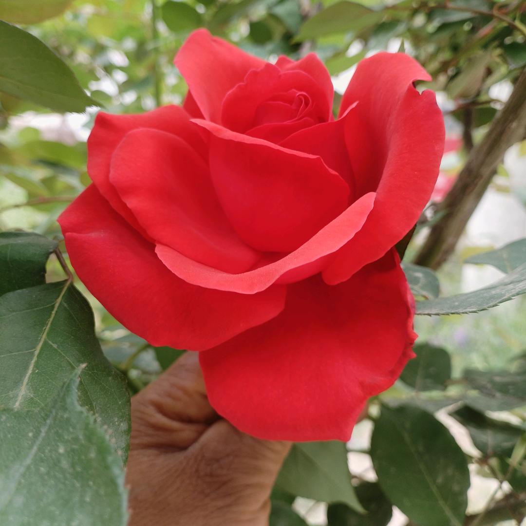 🌹🔥 真心真爱🔥🌹