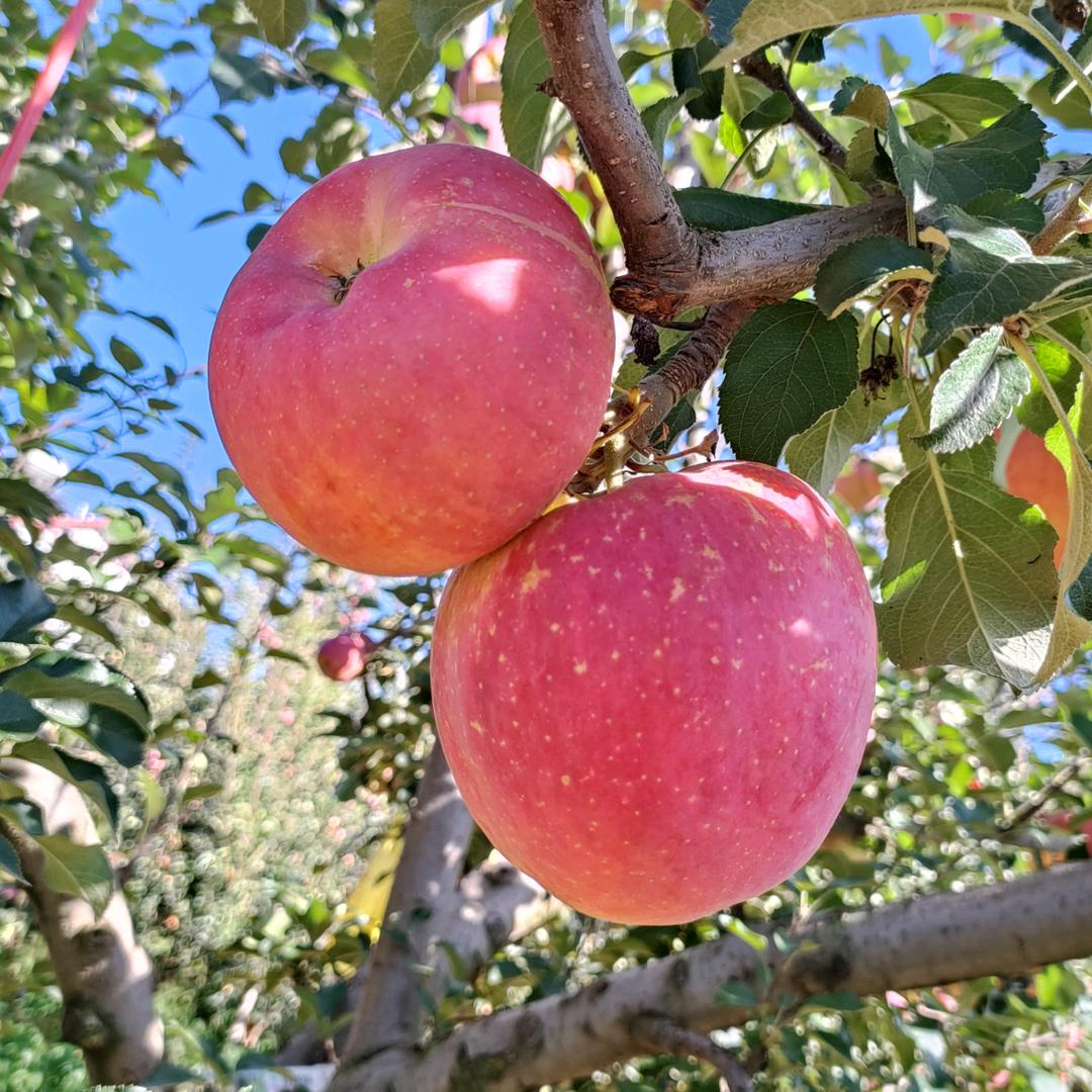 江小源的农家果园