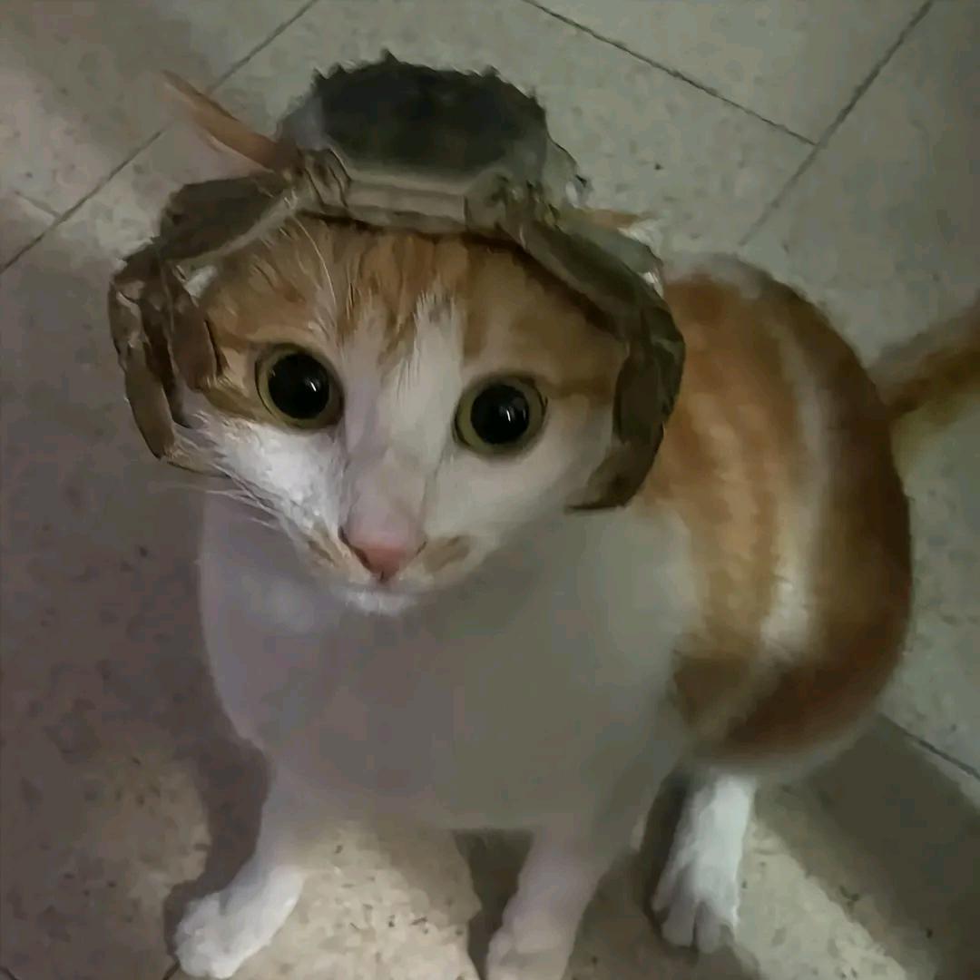 秋刀鱼也会过期