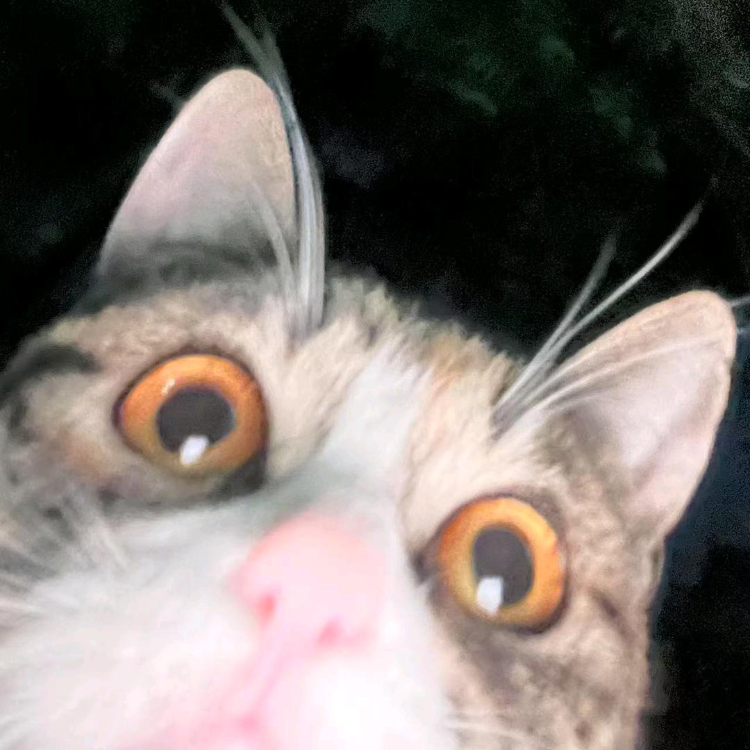 倾晟