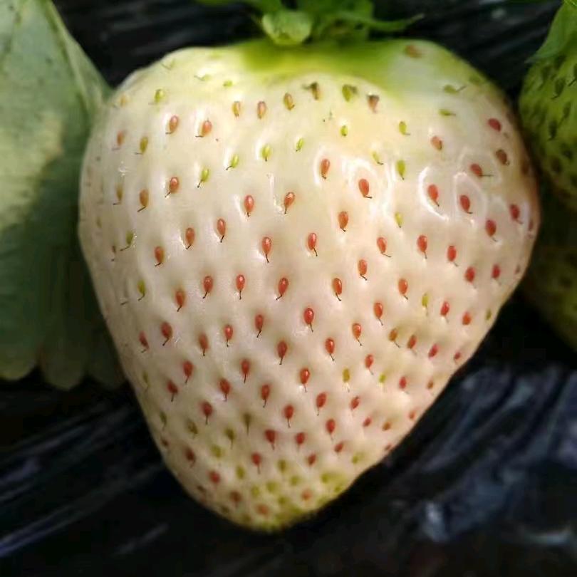 草莓🍓采摘园