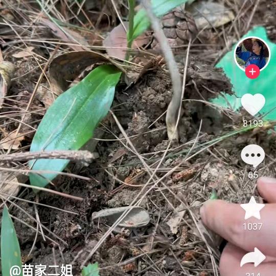 火柴离不开香烟(袁)
