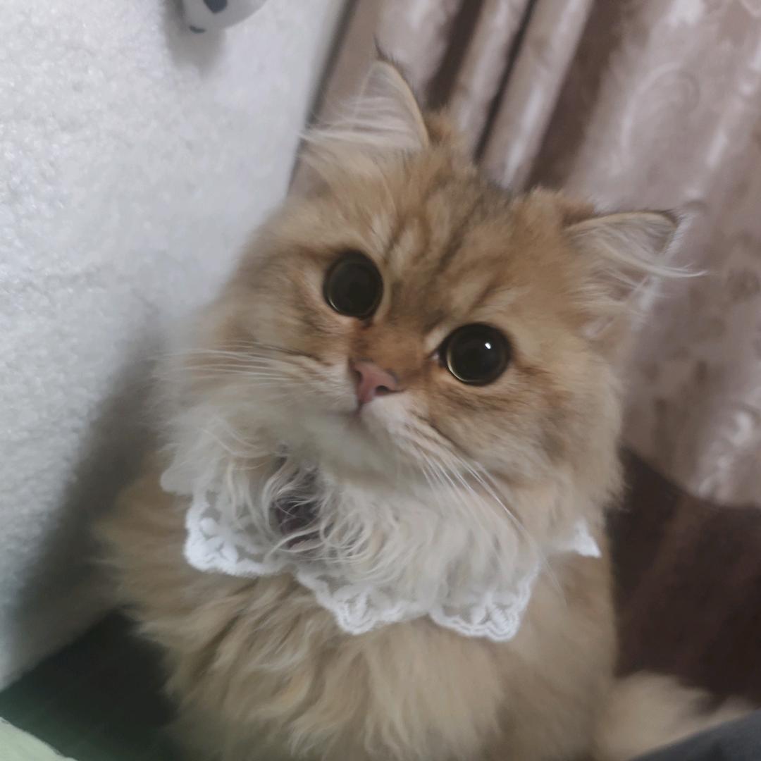 让耀耀幸福