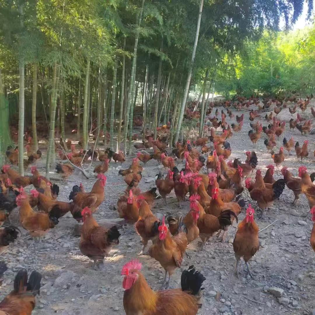 肉加壹农场