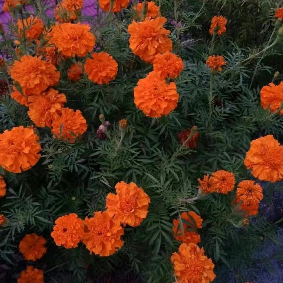 雄雄燚火&飞皇滕达