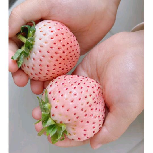 莓好时刻🍓