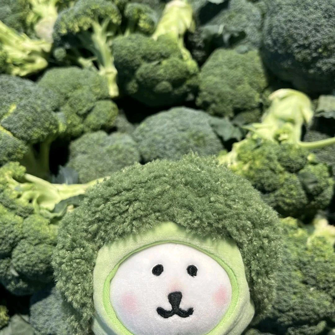 薄荷味的记忆𓆟𓆡.